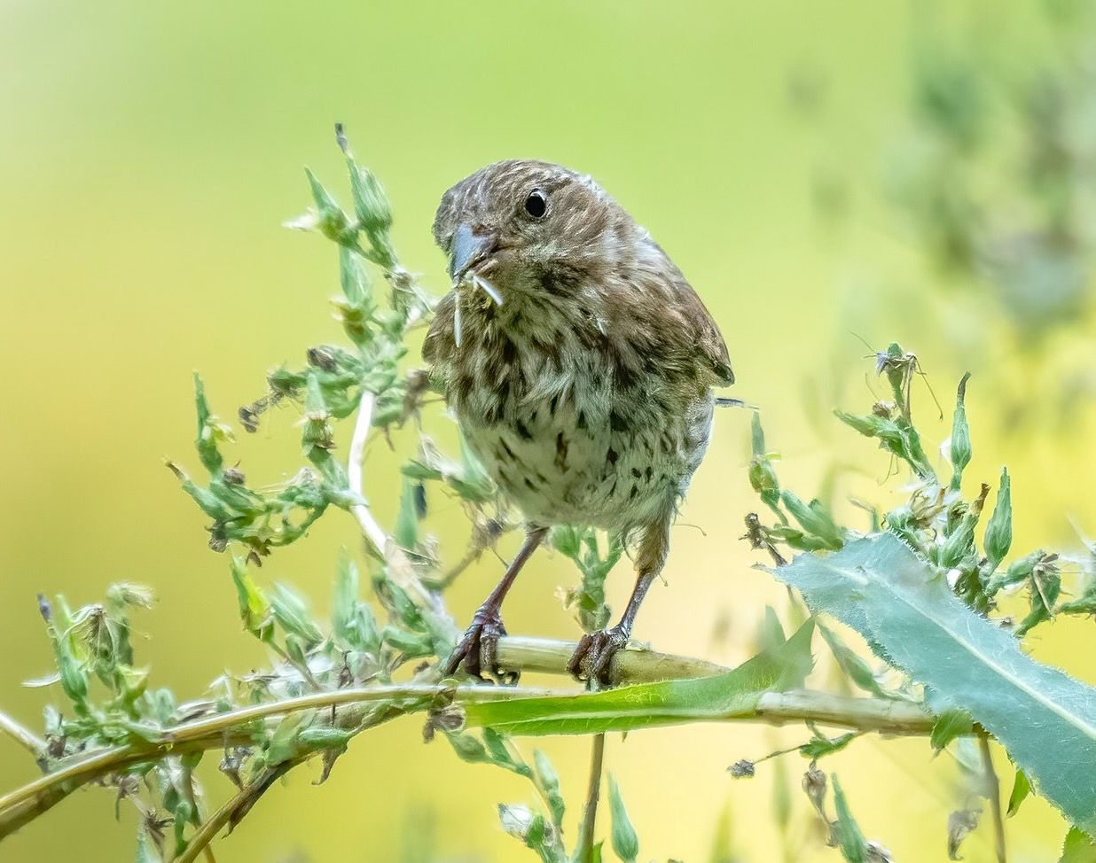 Purple finch in Green-Wood Cemetery by Rhododendrites is licensed under CC BY-SA 2.0. ... feeding on tall lettuce seedheads